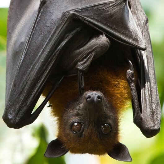 Чёрная  летучая  лисица.   Источник: krasivosti.pro