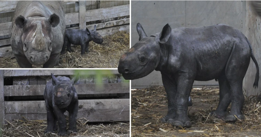Ростовский зоопарк носорог. Сколько Носорогов в Ростовском зоопарке. Сколько Носорогов родилось 2002.