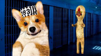 Побег из SCP тюрьмы!! (Корги Коржик) Говорящая собака