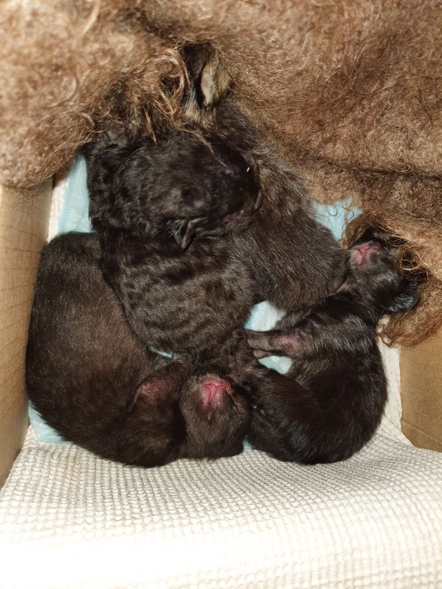 Детский сон