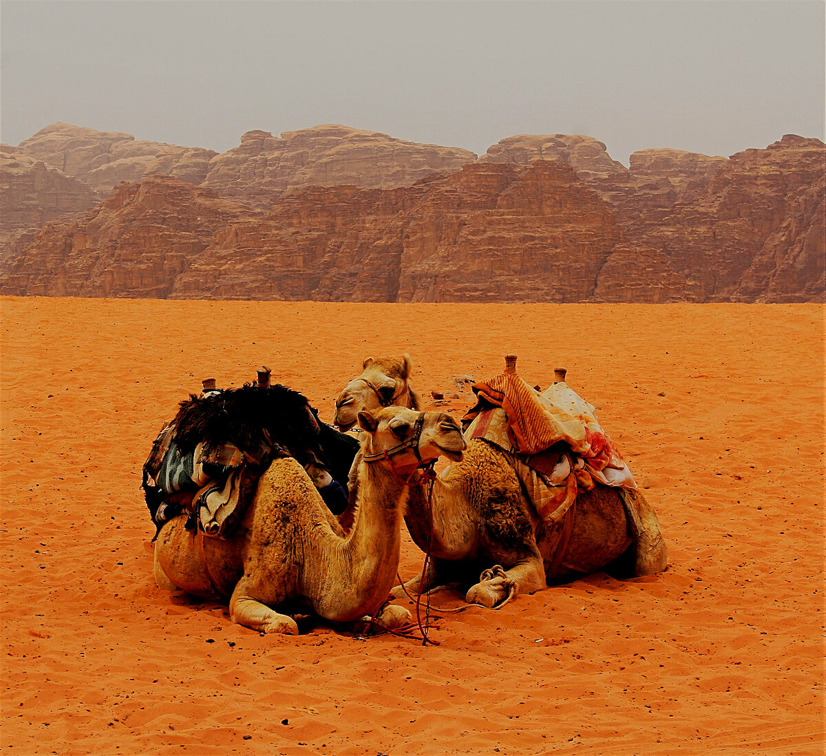 The camel was very thirsty. Верблюд. Иордания Верблюды. Недельный тур в Иорданию.