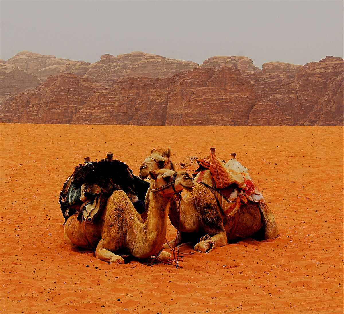 Видеть во сне верблюда. Camel two. 2 Camels. People and Camels rest.