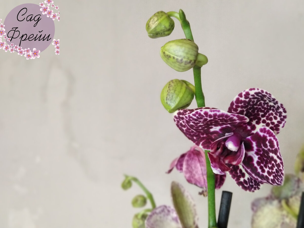 Первый вечер в доме