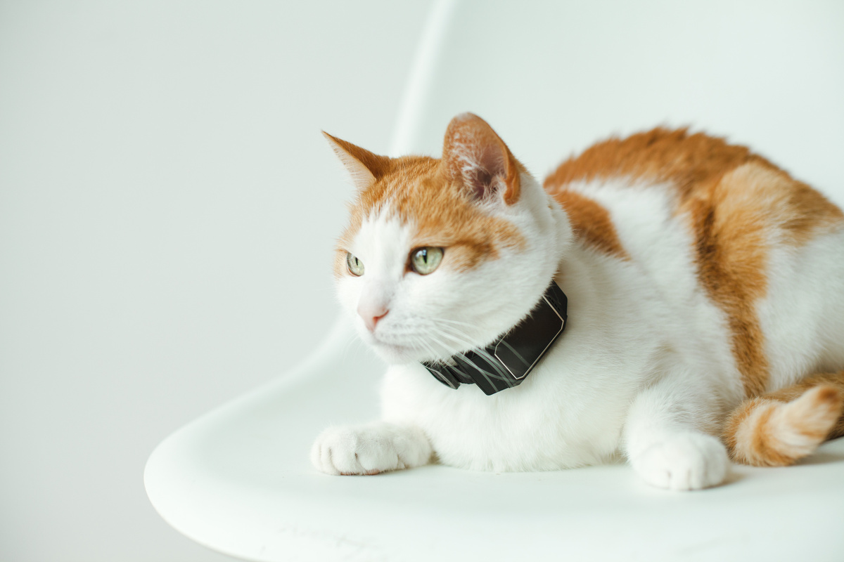 GPS-ошейник Petsee универсален, подходит и кошкам, и собакам