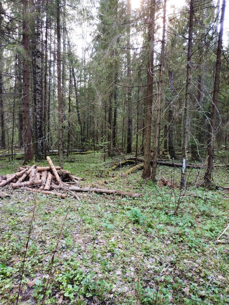 Лесная дорога от села к деревне. 