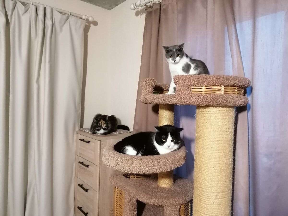 Допрос с пристрастием