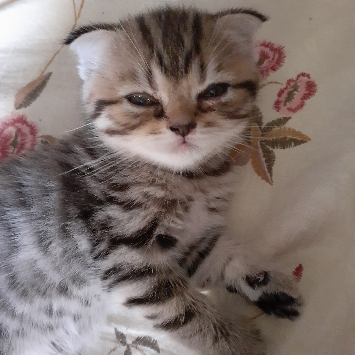 Первый день в новом доме