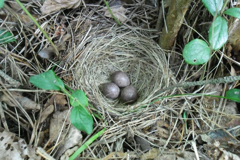 можно вместо гриба вот на такое в лесу набрести