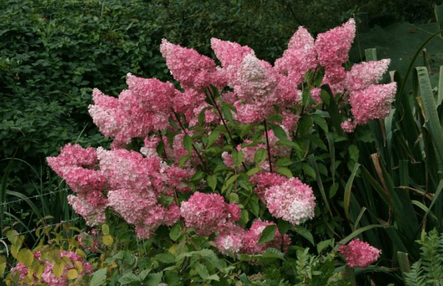 Фото гортензии ванила фрейз