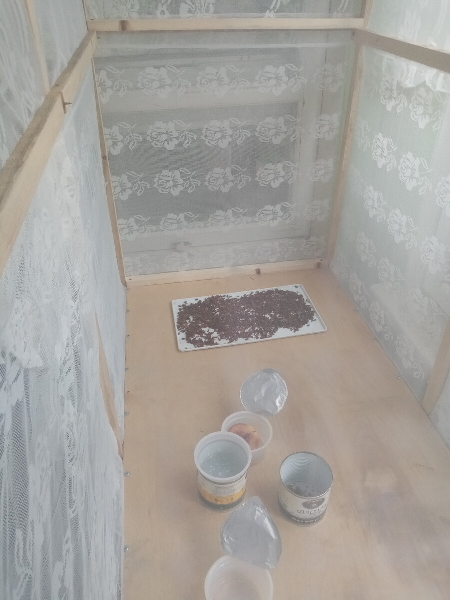 В банках питьё и корм для "вылупленцев" имаго