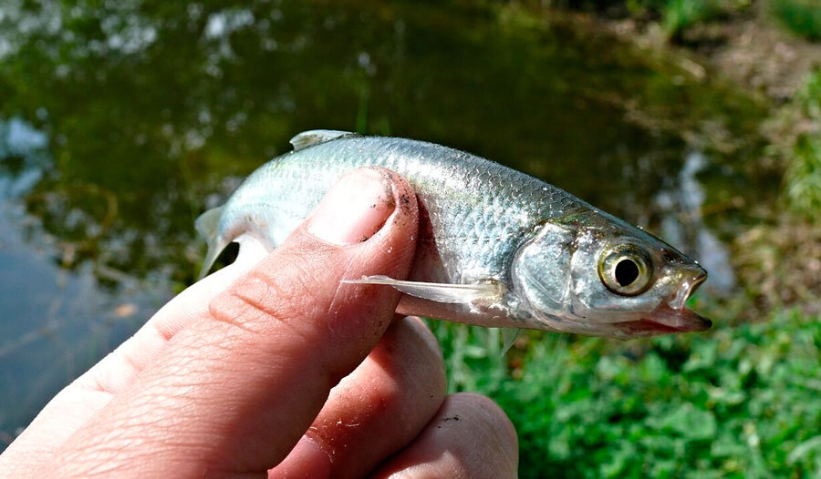 Красотка. Фото: Яндек Картинки