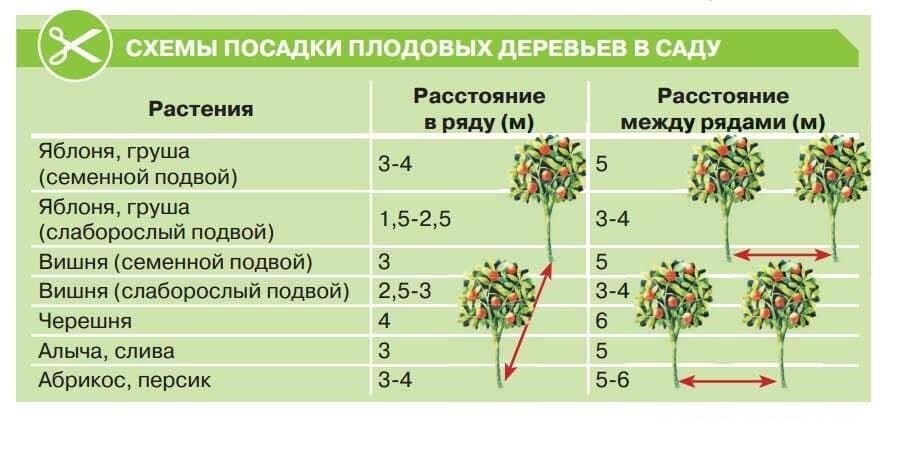 Сколько растений есть. Схема посадки плодовых деревьев. Схема посадки плоловыхьдеревьев. Расстояние между деревьями при посадке плодовых деревьев. Схема посадки яблоневого сада