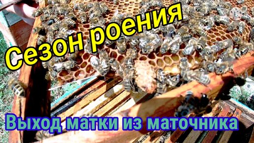 Как вывести матку пчелы?