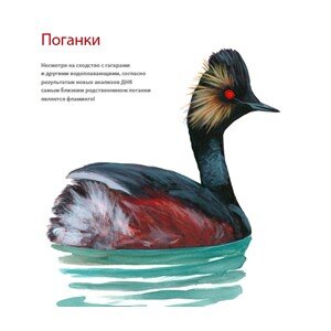    Птица поганка