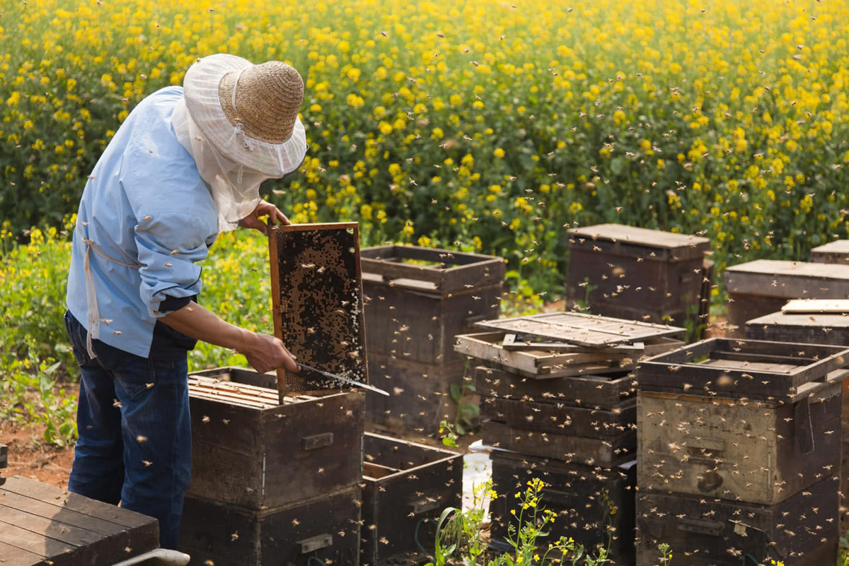 Какой продукт нельзя получить на пасеке. Пчеловодное хозяйство 