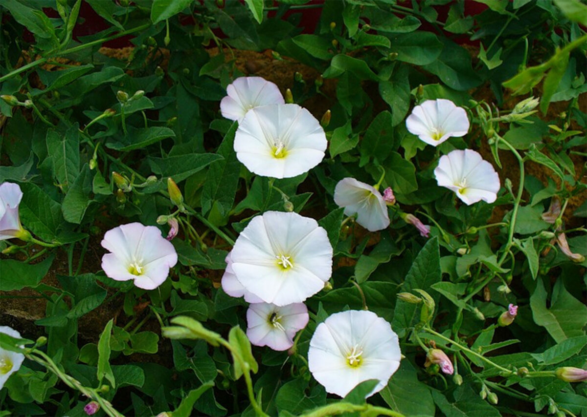 Вьюнок сколько букв. Вьюнок полевой (Convolvulus arvensis). Вьюнок Березка сорняк. Сорняк Вьюнок полевой Березка. Вьюн Березка сорняк.