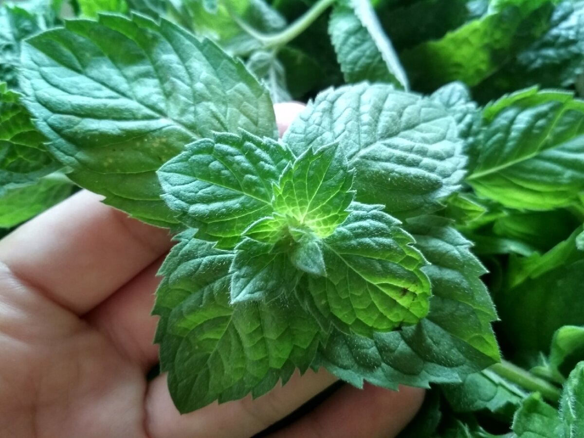 Мелисса. Фото автора.