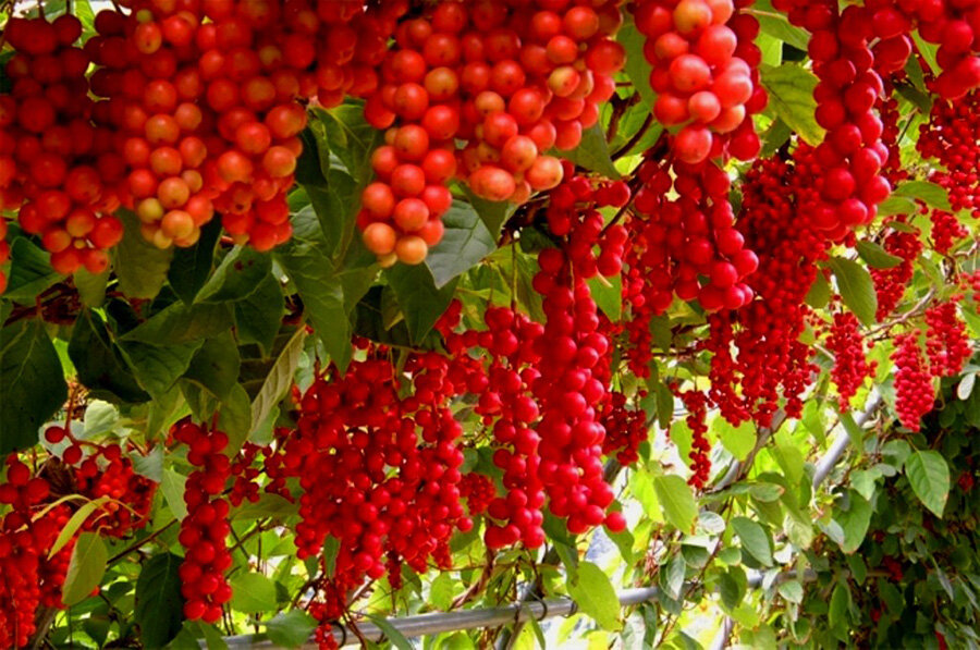 Плоды лимонника