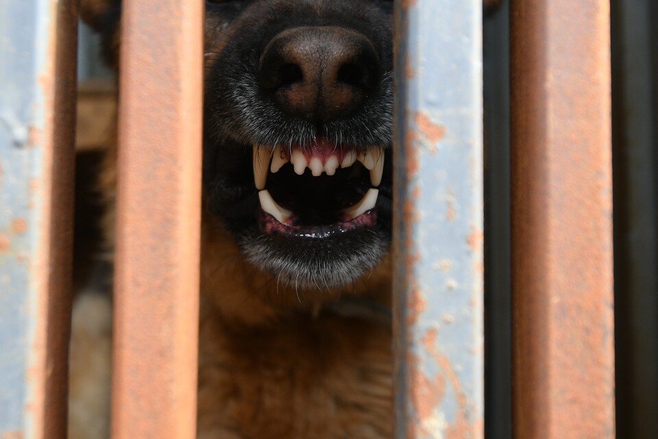     В Липецке собака оторвала ребенку ухо "КП" Архив