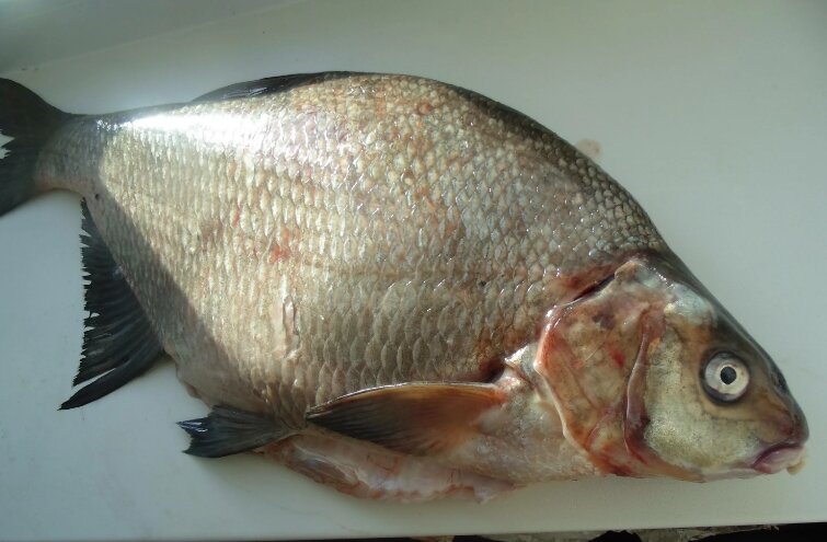  Крупный, свежий лещ