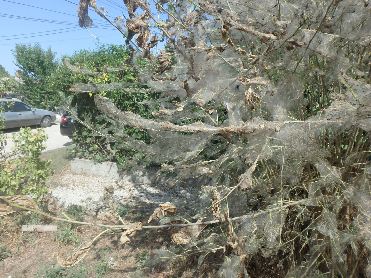 дерево в гусеницах