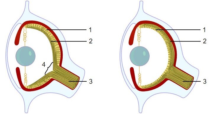 Схемтаичный разрез глаза позвоночного (включая человека) и головоногого молюска