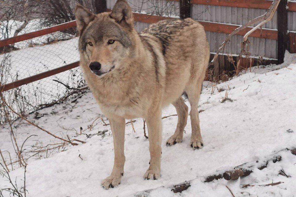     Мать Сереги убили браконьеры, разворотив волчье логово. Фото: предоставлено героями публикации