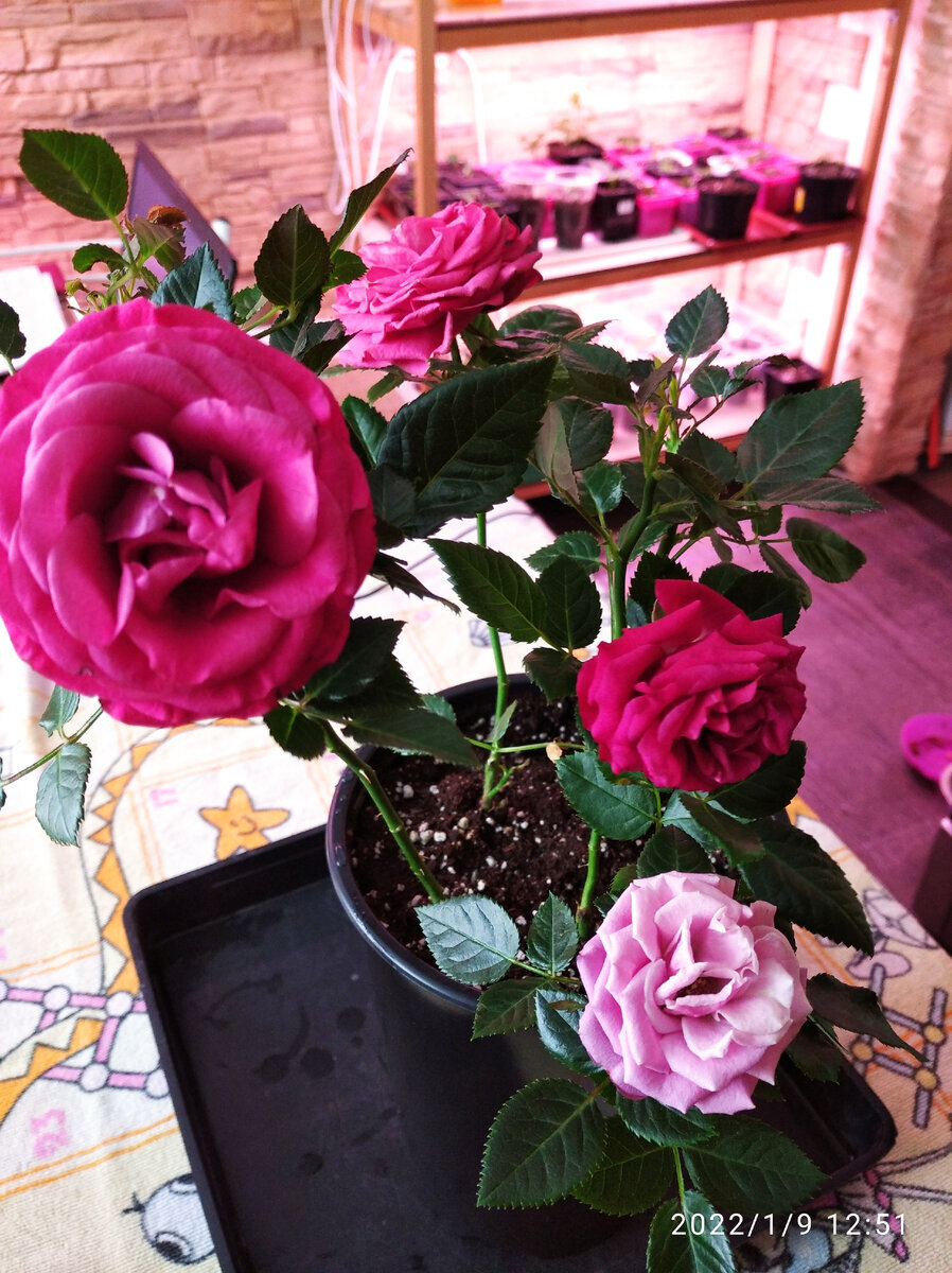 Роза Кордана.