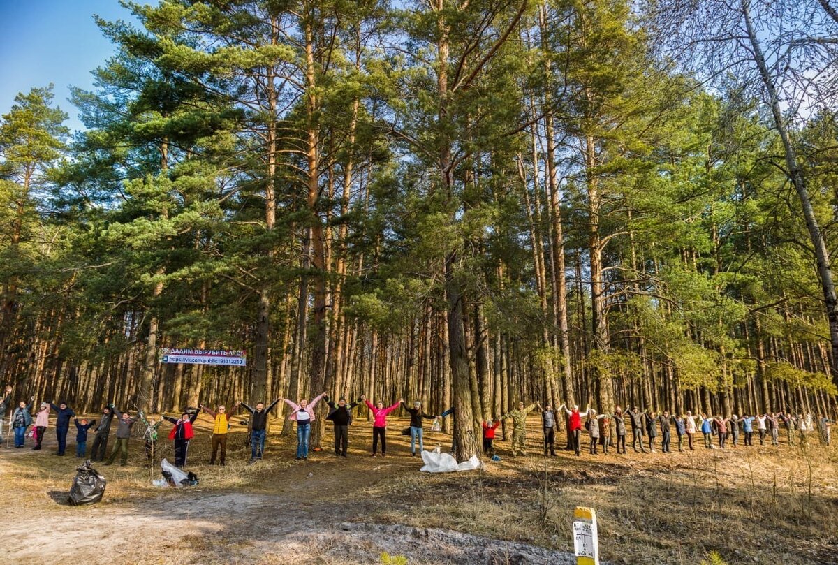 В Брянске стройфирма «Надежда» снова замахнулась на вырубку соснового бора  ради нового человейника с типовыми высотками | Брянский Ворчун | Дзен