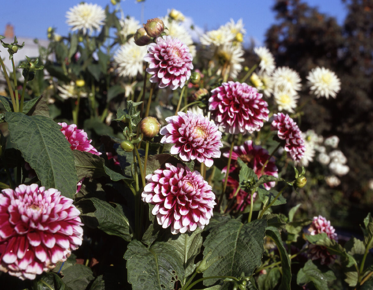 фото KONSTANTIN KOKOSHKIN/RUSSIAN LOOK