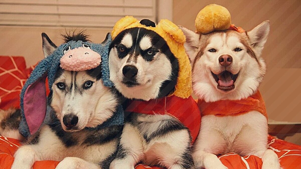 Изображение взято из открытых источников