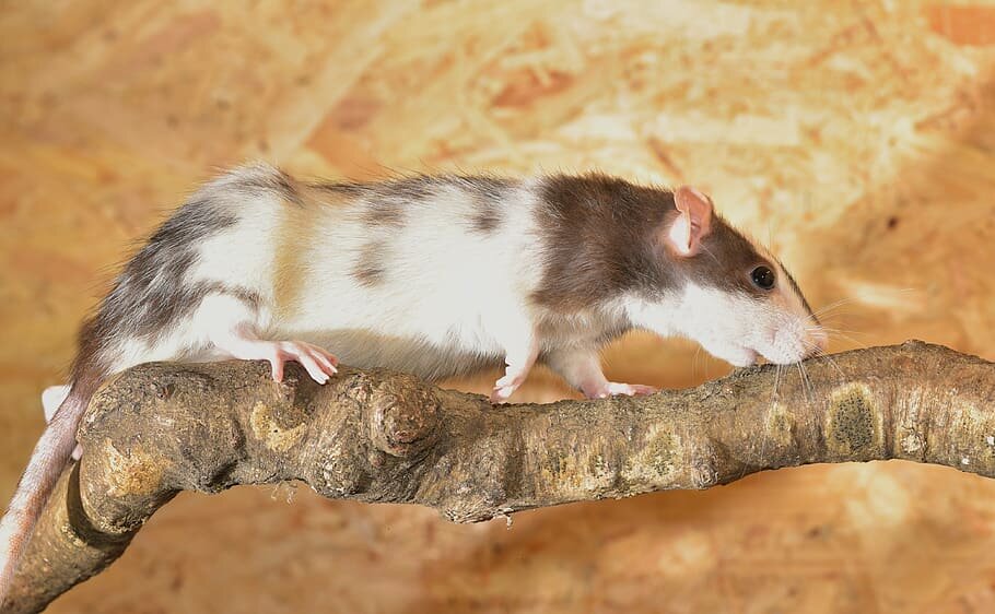 Загадки длинного лысого хвоста у крыс
