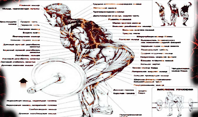 Схема из книги Ф. Дэлавье "Анатомия силовых упражнений" .