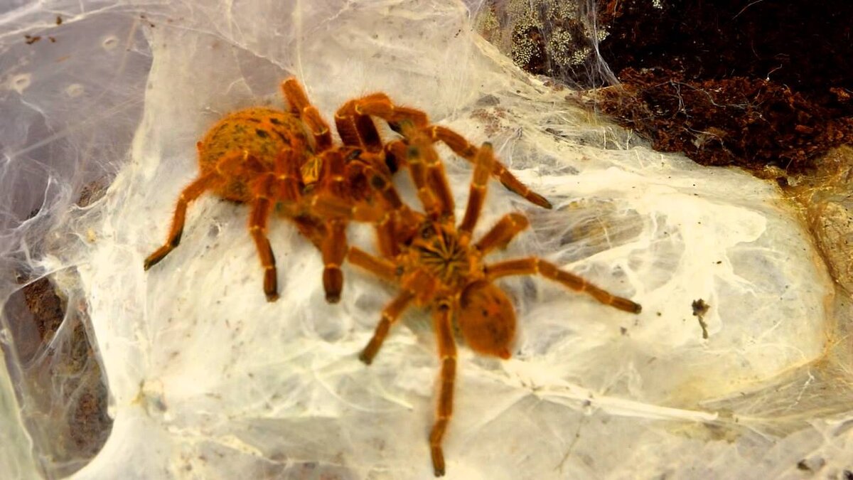  Pterinochilus murinus.