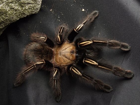 Ephebopus murinus.