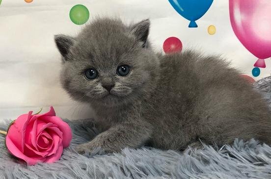 британский котенок из питомника House Arletta British