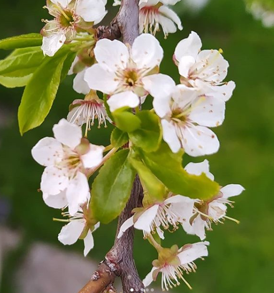 источник вдохновения каждой весной