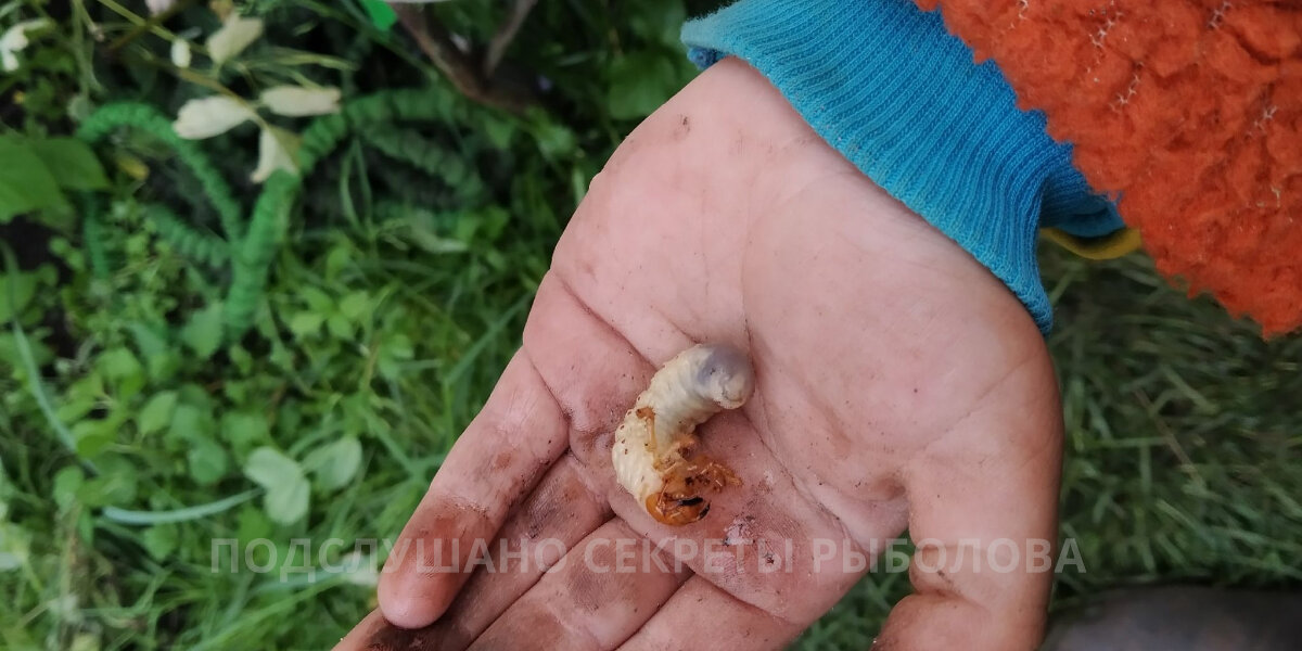 Личинка майского жука