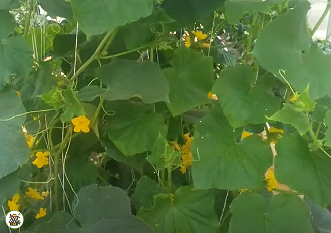 Завязи огурцов в теплице