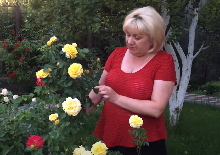 Розы - все секреты выращивания.. / Ютуб канал: Марина Цветы