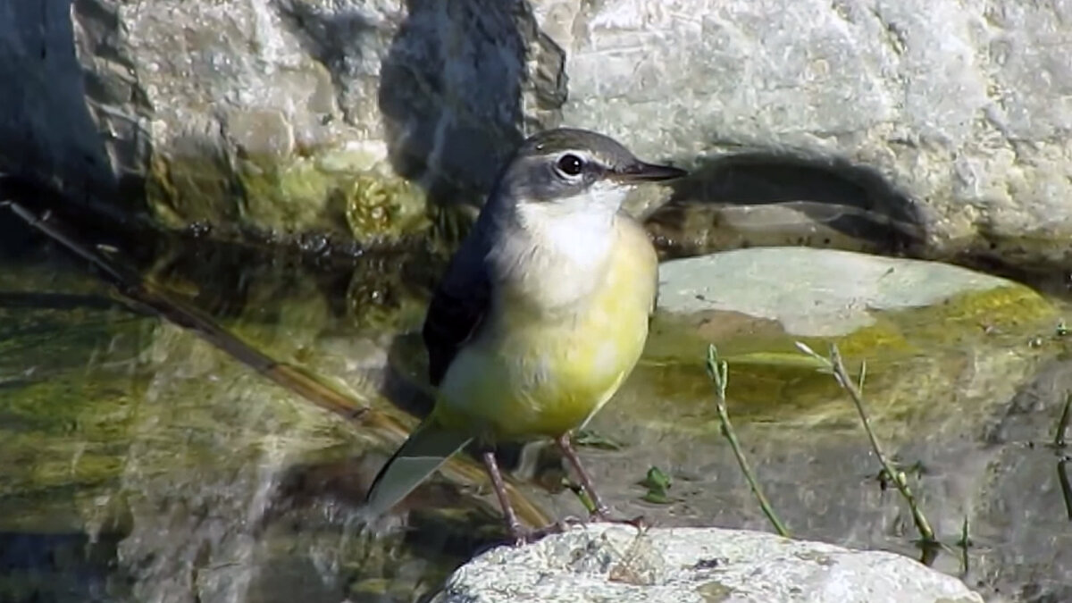 Горная трясогузка