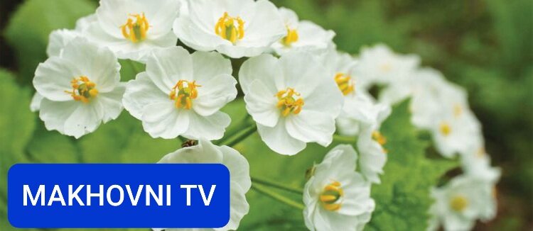 Природа удивительна и не перестает удивлять нас, и одним из ее удивительных творений является цветок "Цветок скелета".