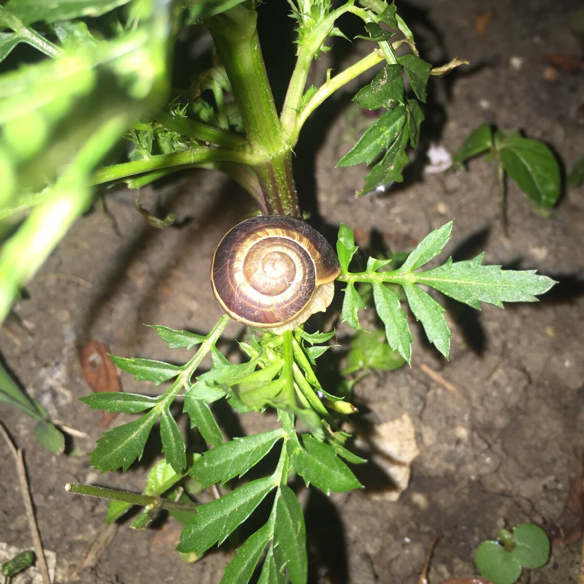 Улитка на бархатцах