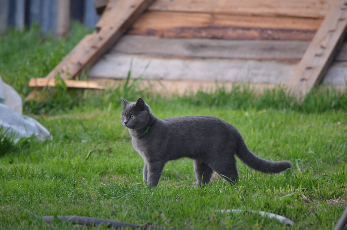 Наша Дуся. Фото автора