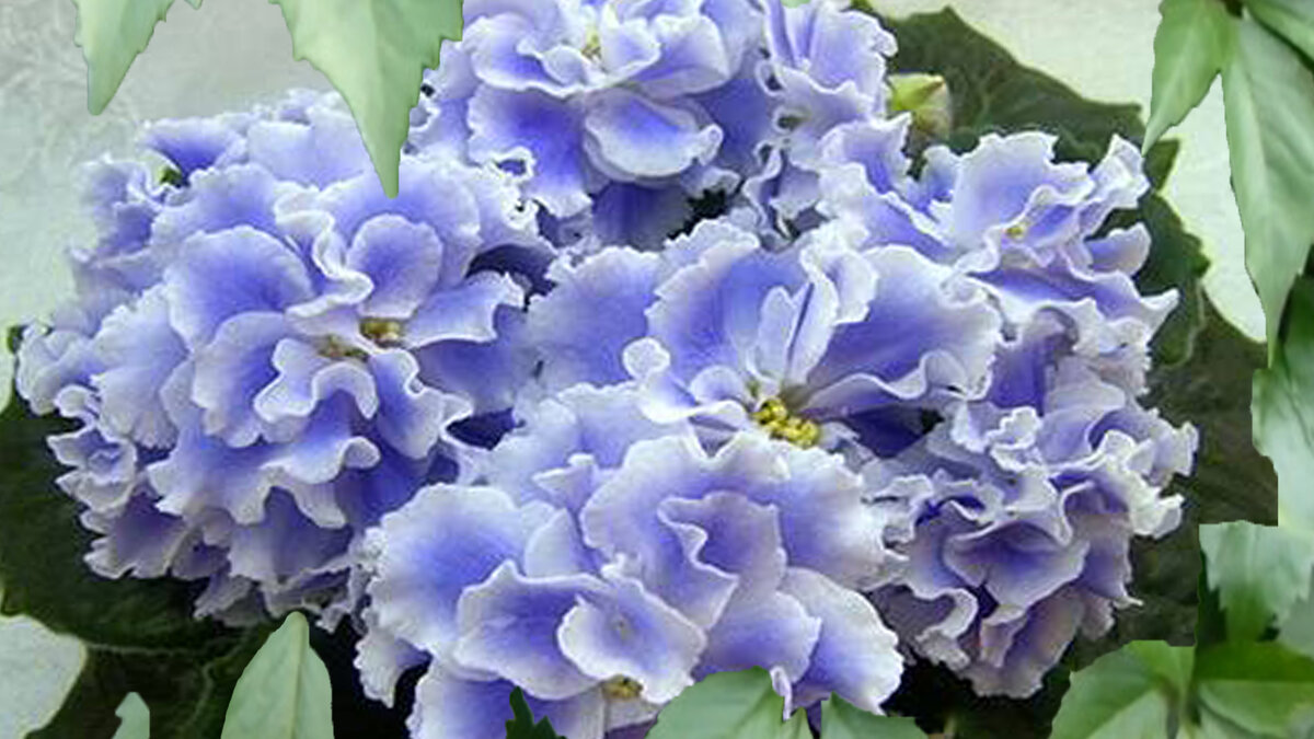 Сенполия "Голубой туман"