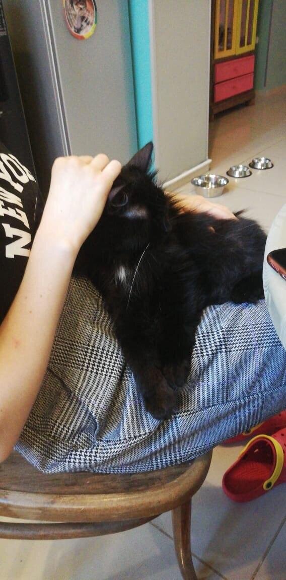 Гуля - одна из самых человеко-ориентированных кошек. По прибытии в кафе постоянно просилась на ручки и не хотела отходить от нас...