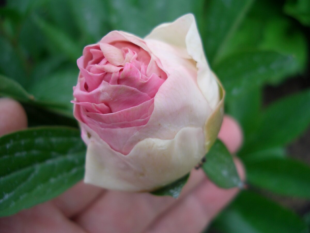 Цветок - поцелуй. 