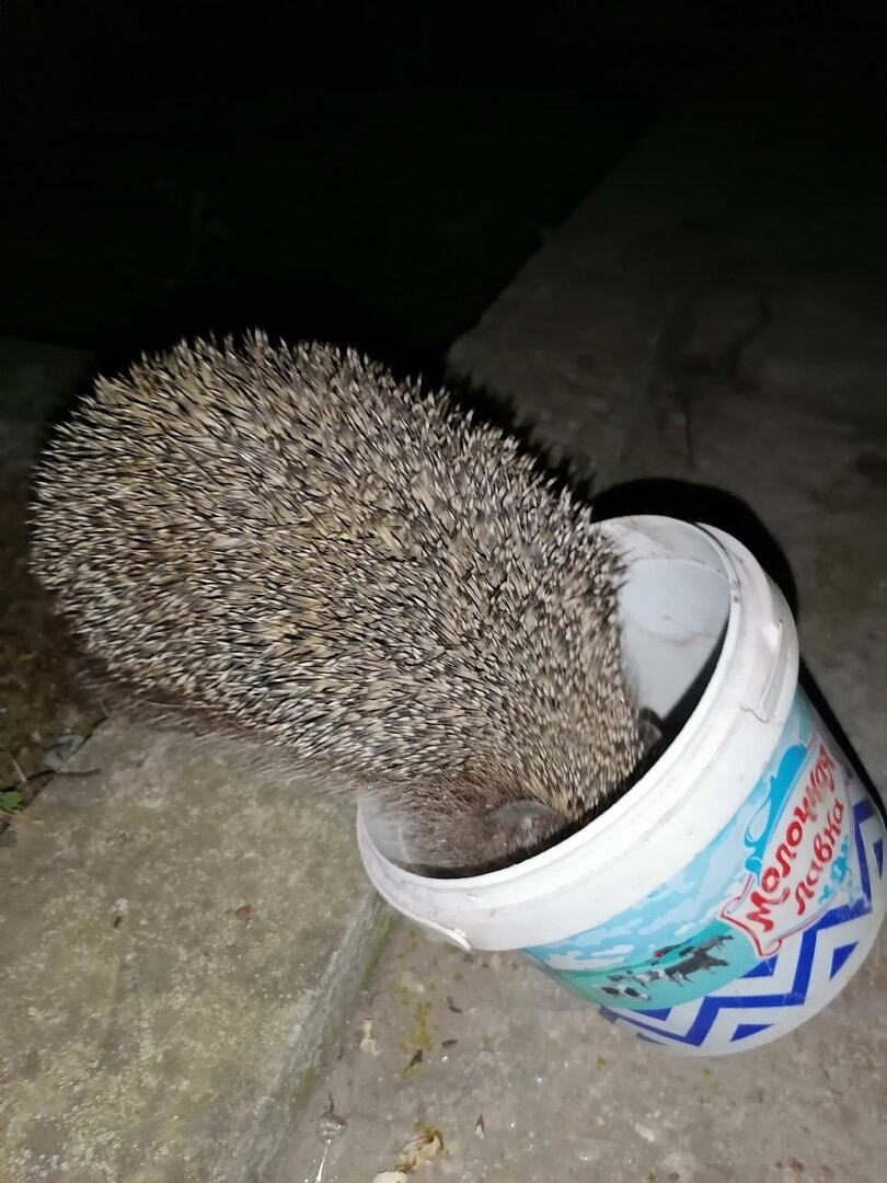 Фото автора. Ёж ест из ведёрка.