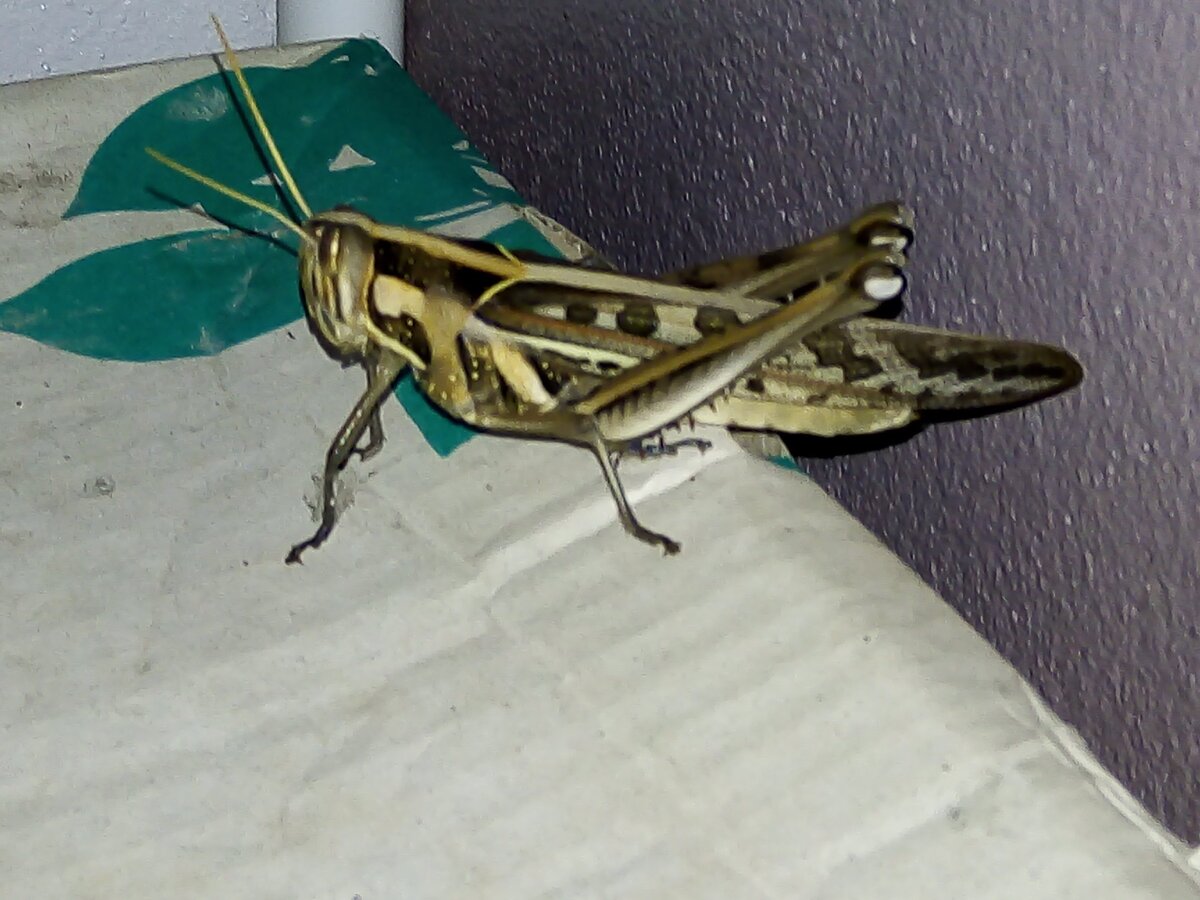 жареная саранча - самое безобидное из всех продуктов, что употребляется здесь в пищу