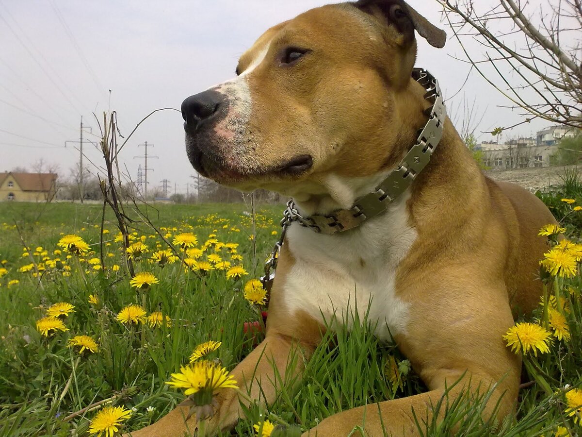 Яндекс-фото